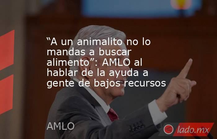 “A un animalito no lo mandas a buscar alimento”: AMLO al hablar de la ayuda a gente de bajos recursos. Noticias en tiempo real