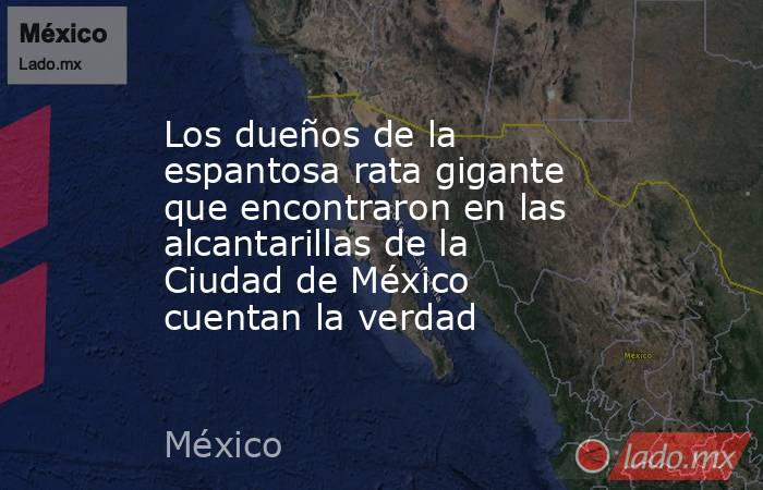 Los dueños de la espantosa rata gigante que encontraron en las alcantarillas de la Ciudad de México cuentan la verdad. Noticias en tiempo real
