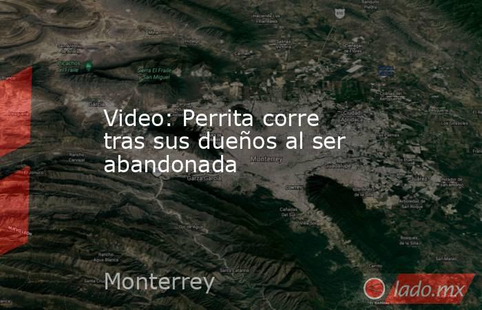 Video: Perrita corre tras sus dueños al ser abandonada. Noticias en tiempo real