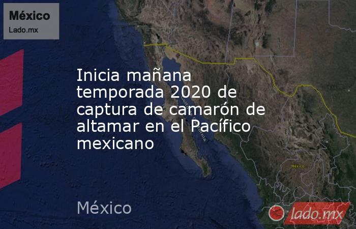 Inicia mañana temporada 2020 de captura de camarón de altamar en el Pacífico mexicano. Noticias en tiempo real