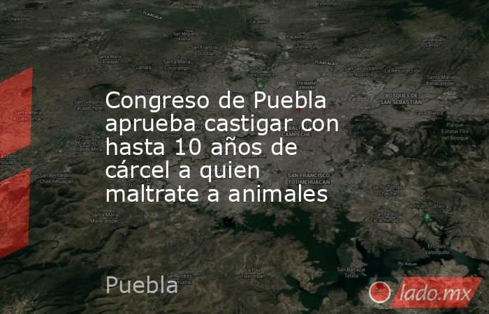 Congreso de Puebla aprueba castigar con hasta 10 años de cárcel a quien maltrate a animales. Noticias en tiempo real