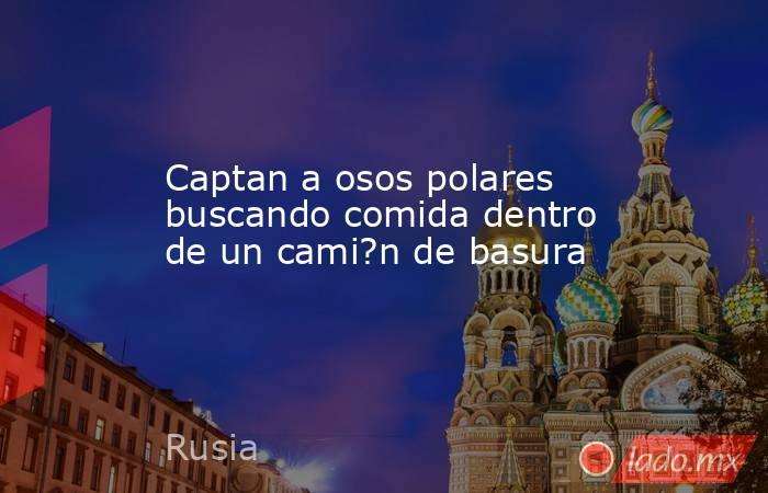 Captan a osos polares buscando comida dentro de un cami?n de basura. Noticias en tiempo real