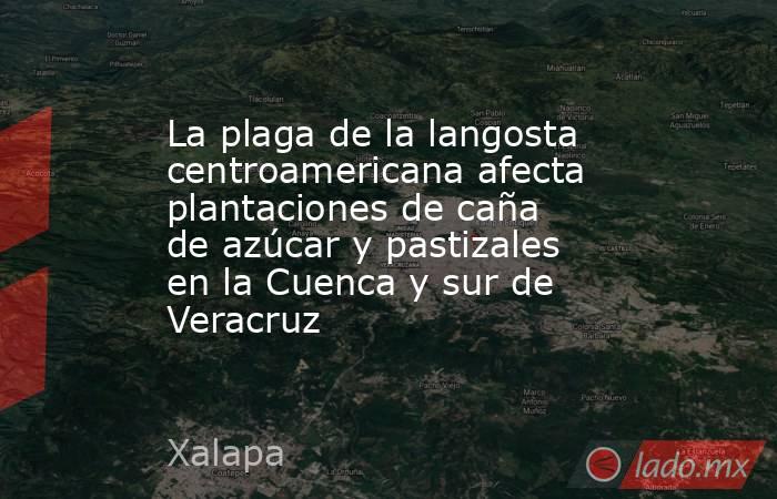 La plaga de la langosta centroamericana afecta plantaciones de caña de azúcar y pastizales en la Cuenca y sur de Veracruz. Noticias en tiempo real