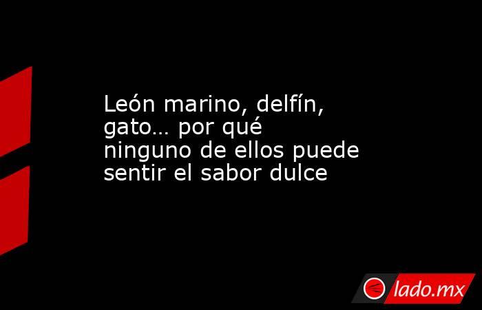 León marino, delfín, gato… por qué ninguno de ellos puede sentir el sabor dulce. Noticias en tiempo real