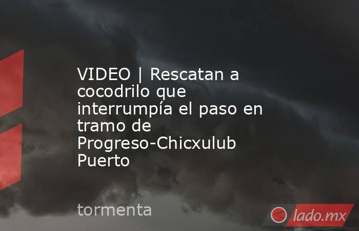 VIDEO | Rescatan a cocodrilo que interrumpía el paso en tramo de Progreso-Chicxulub Puerto. Noticias en tiempo real