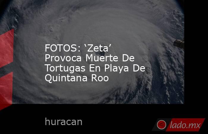 FOTOS: ‘Zeta’ Provoca Muerte De Tortugas En Playa De Quintana Roo. Noticias en tiempo real