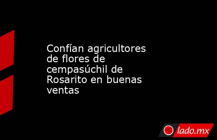 Confían agricultores de flores de cempasúchil de Rosarito en buenas ventas . Noticias en tiempo real