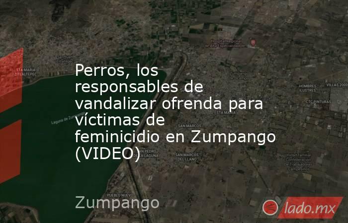 Perros, los responsables de vandalizar ofrenda para víctimas de feminicidio en Zumpango (VIDEO). Noticias en tiempo real