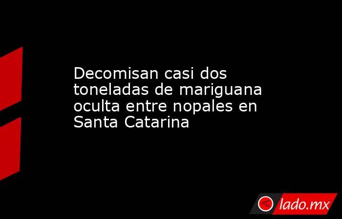 Decomisan casi dos toneladas de mariguana oculta entre nopales en Santa Catarina 
. Noticias en tiempo real