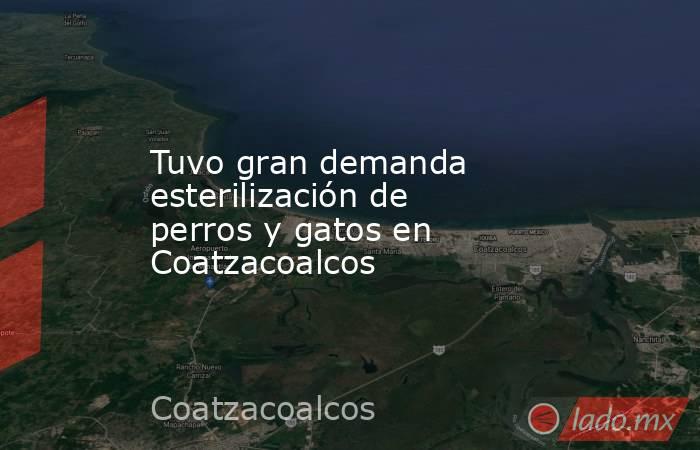 Tuvo gran demanda esterilización de perros y gatos en Coatzacoalcos. Noticias en tiempo real