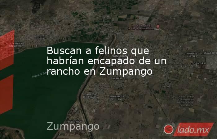 Buscan a felinos que habrían encapado de un rancho en Zumpango 
. Noticias en tiempo real