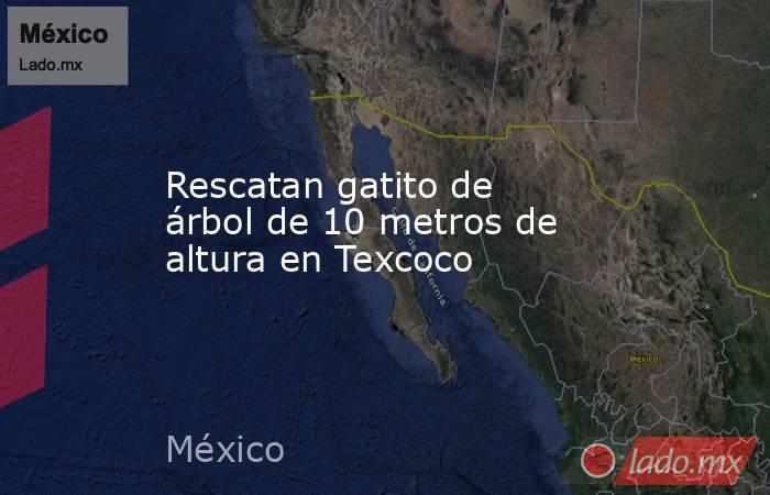 Rescatan gatito de árbol de 10 metros de altura en Texcoco. Noticias en tiempo real