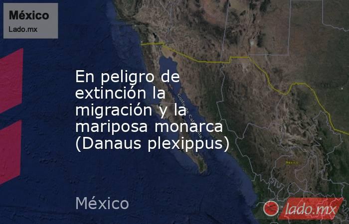 En peligro de extinción la migración y la mariposa monarca (Danaus plexippus). Noticias en tiempo real
