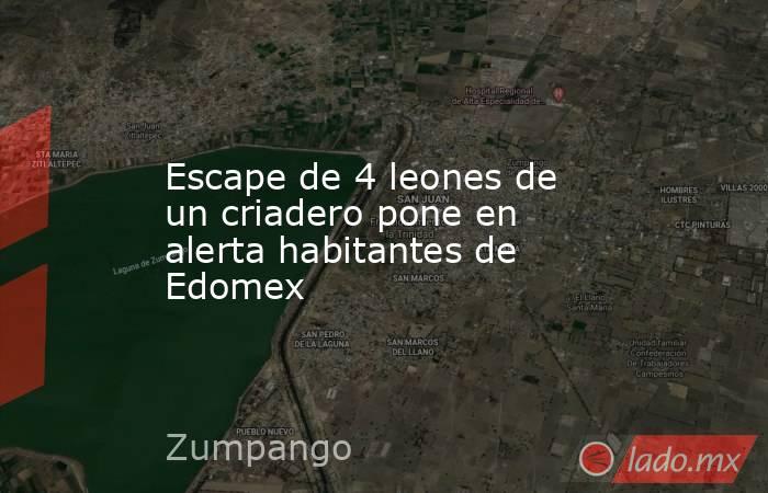 Escape de 4 leones de un criadero pone en alerta habitantes de Edomex. Noticias en tiempo real