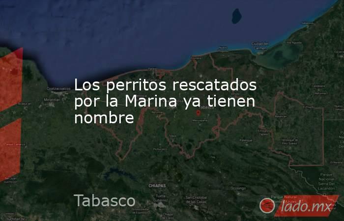 Los perritos rescatados por la Marina ya tienen nombre. Noticias en tiempo real