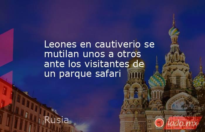 Leones en cautiverio se mutilan unos a otros ante los visitantes de un parque safari. Noticias en tiempo real