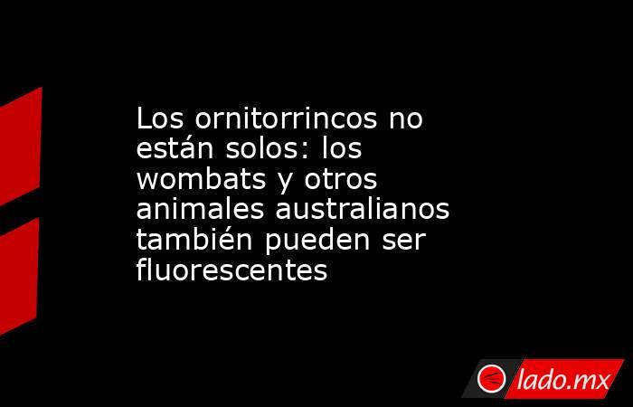 Los ornitorrincos no están solos: los wombats y otros animales australianos también pueden ser fluorescentes. Noticias en tiempo real