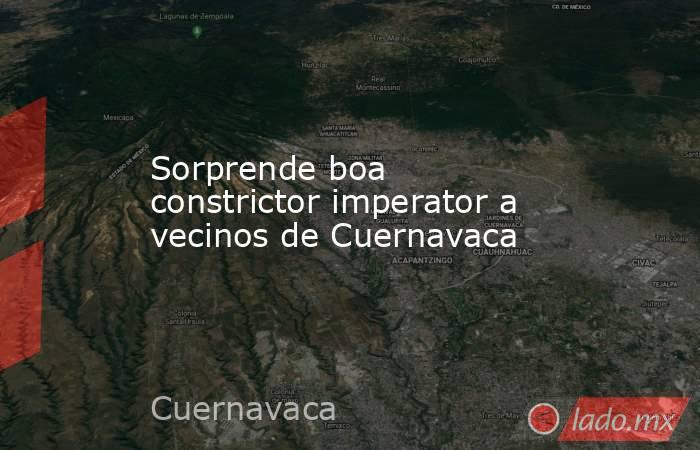 Sorprende boa constrictor imperator a vecinos de Cuernavaca. Noticias en tiempo real