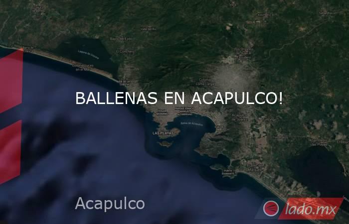 BALLENAS EN ACAPULCO!. Noticias en tiempo real