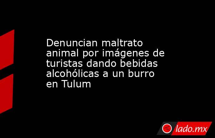 Denuncian maltrato animal por imágenes de turistas dando bebidas alcohólicas a un burro en Tulum. Noticias en tiempo real