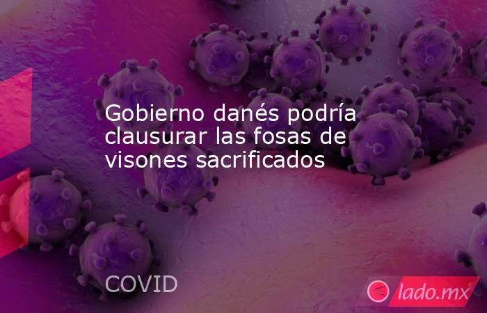 Gobierno danés podría clausurar las fosas de visones sacrificados. Noticias en tiempo real