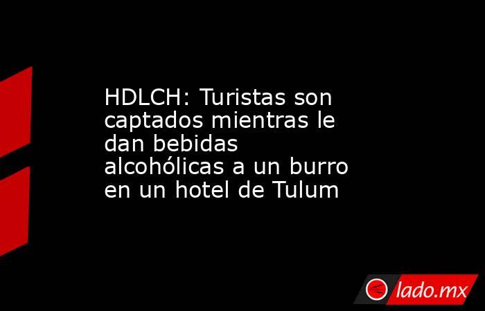 HDLCH: Turistas son captados mientras le dan bebidas alcohólicas a un burro en un hotel de Tulum. Noticias en tiempo real