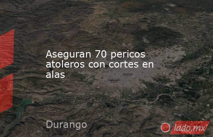 Aseguran 70 pericos atoleros con cortes en alas. Noticias en tiempo real