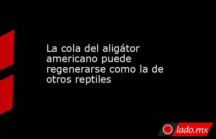 La cola del aligátor americano puede regenerarse como la de otros reptiles. Noticias en tiempo real