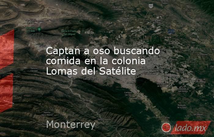 Captan a oso buscando comida en la colonia Lomas del Satélite. Noticias en tiempo real