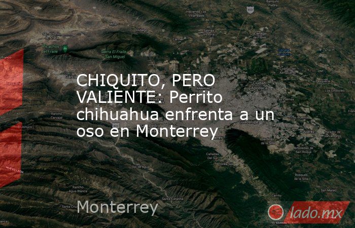 CHIQUITO, PERO VALIENTE: Perrito chihuahua enfrenta a un oso en Monterrey. Noticias en tiempo real