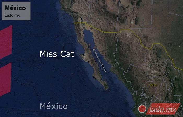 Miss Cat. Noticias en tiempo real