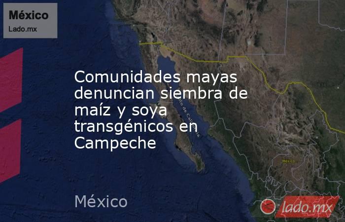 Comunidades mayas denuncian siembra de maíz y soya transgénicos en Campeche. Noticias en tiempo real