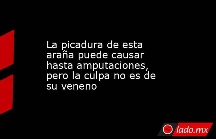 La picadura de esta araña puede causar hasta amputaciones, pero la culpa no es de su veneno. Noticias en tiempo real