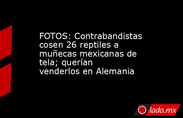 FOTOS: Contrabandistas cosen 26 reptiles a muñecas mexicanas de tela; querían venderlos en Alemania. Noticias en tiempo real