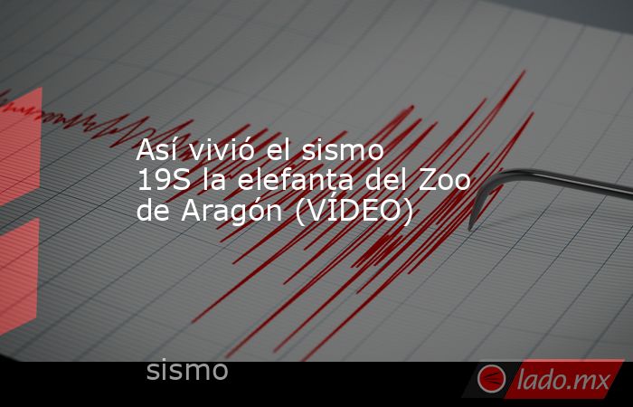 Así vivió el sismo 19S la elefanta del Zoo de Aragón (VÍDEO). Noticias en tiempo real