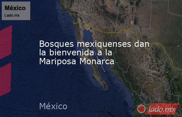 Bosques mexiquenses dan la bienvenida a la Mariposa Monarca. Noticias en tiempo real