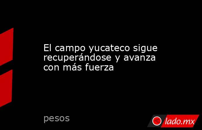 El campo yucateco sigue recuperándose y avanza con más fuerza. Noticias en tiempo real