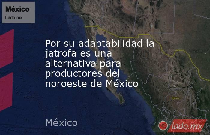 Por su adaptabilidad la jatrofa es una alternativa para productores del noroeste de México. Noticias en tiempo real