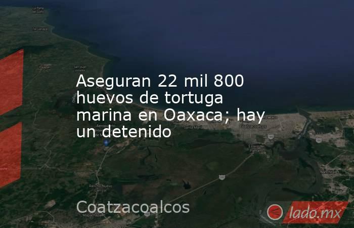 Aseguran 22 mil 800 huevos de tortuga marina en Oaxaca; hay un detenido. Noticias en tiempo real