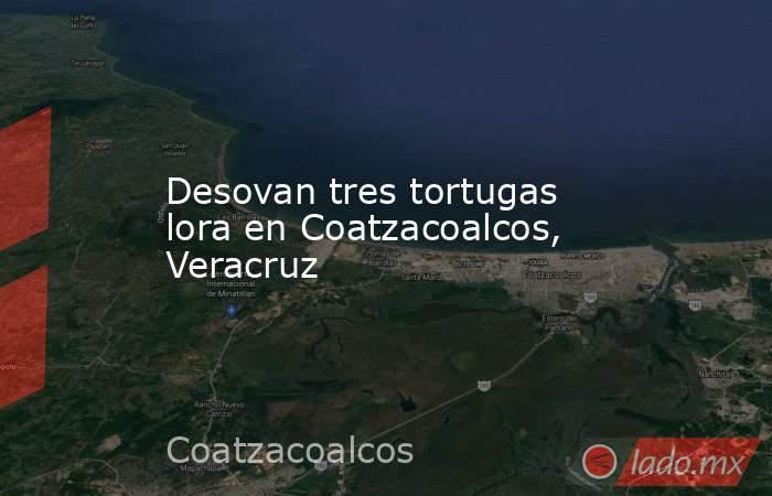 Desovan tres tortugas lora en Coatzacoalcos, Veracruz. Noticias en tiempo real