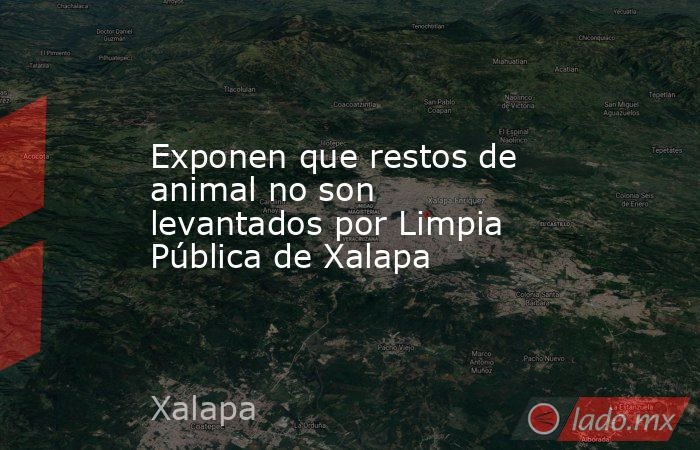 Exponen que restos de animal no son levantados por Limpia Pública de Xalapa. Noticias en tiempo real